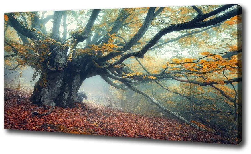 Tablou pe pânză canvas Copac vechi
