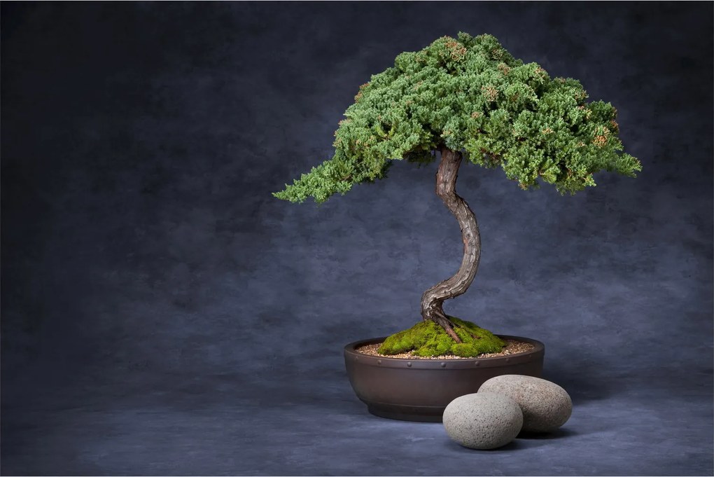 Tablou - Bonsai (90x60 cm)
