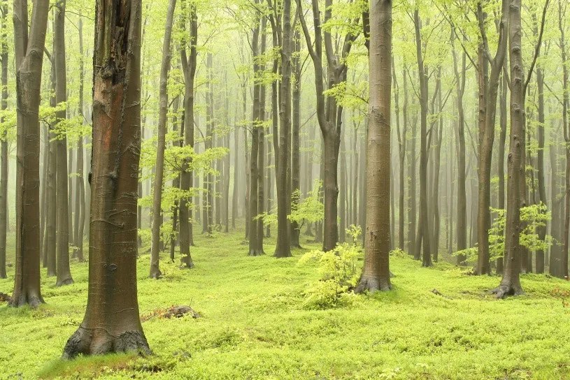 Tapet Deciduous Forest, Rebel Walls