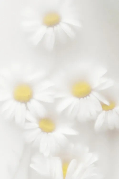 Fotografie Daisies, Magda Izzard