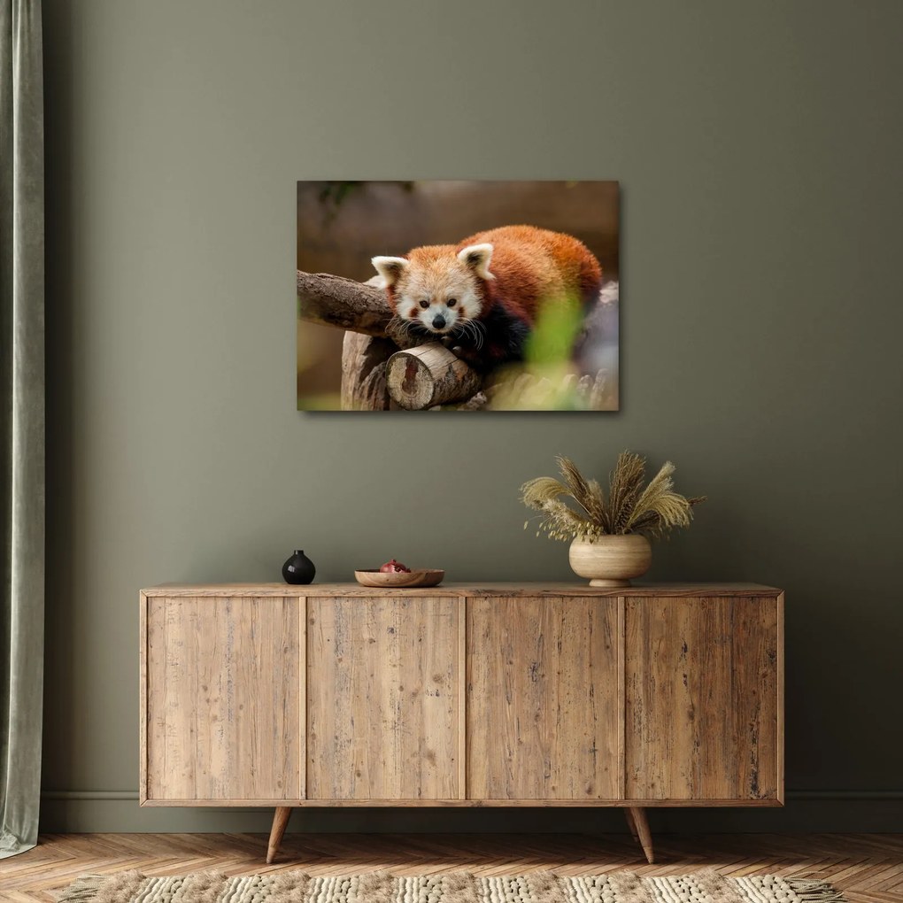 Tablou cu panda roșie (70x50 cm)