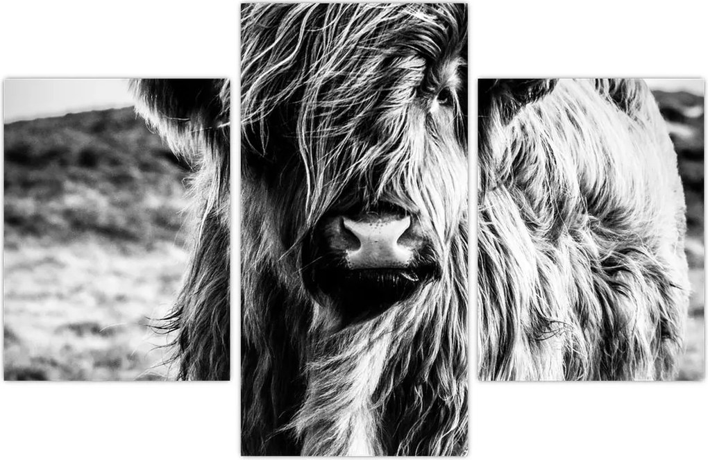 Tablou - Highland - vacă scoțiană (90x60 cm)