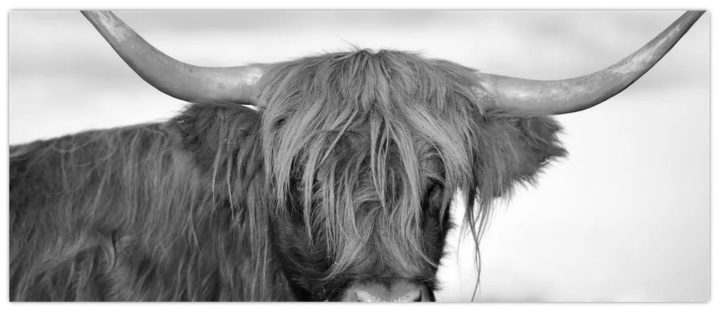 Tablou - Vacă scoțiană 2,alb-negru (120x50 cm)
