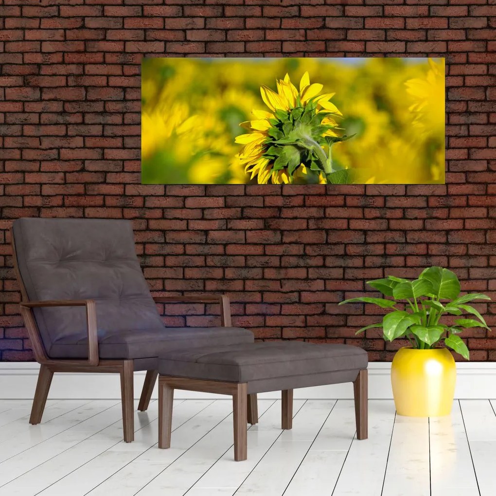 Tablou cu floarea soarelui (120x50 cm)