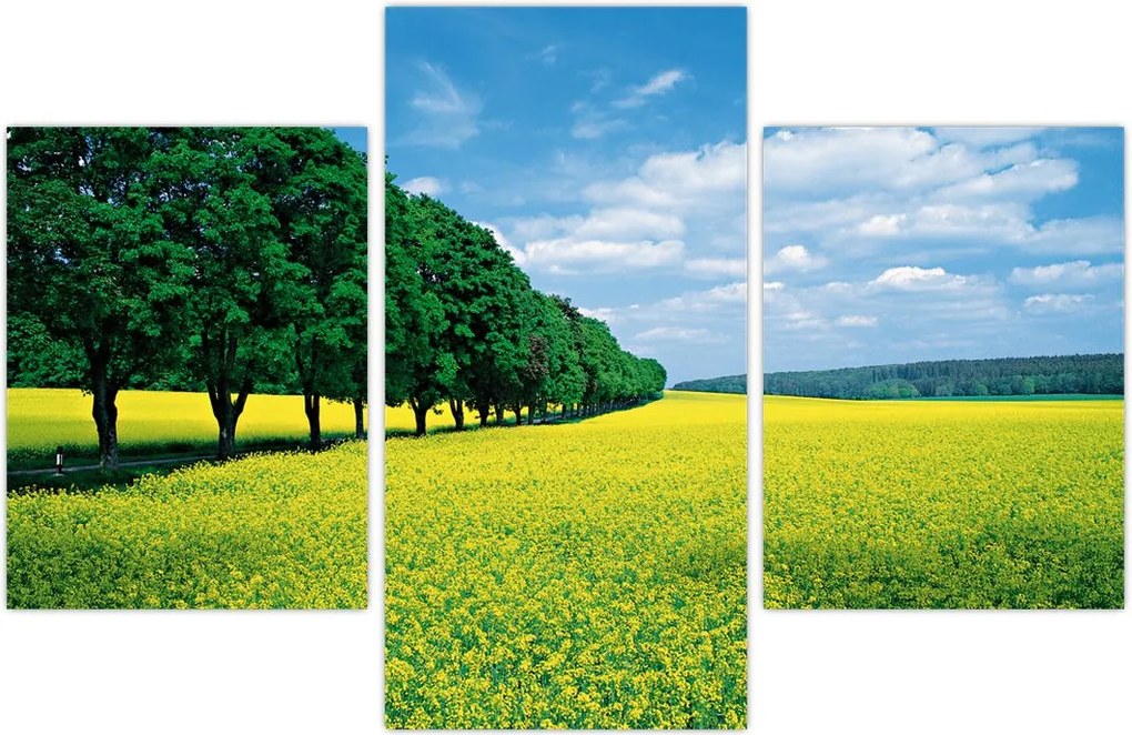 Tablou - Câmp cu alei (90x60 cm)