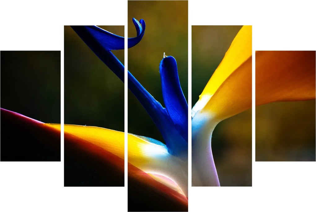 Tablou - Floare exotică (150x105 cm)