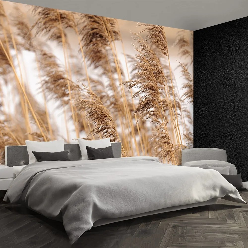Fototapet Brown Reed