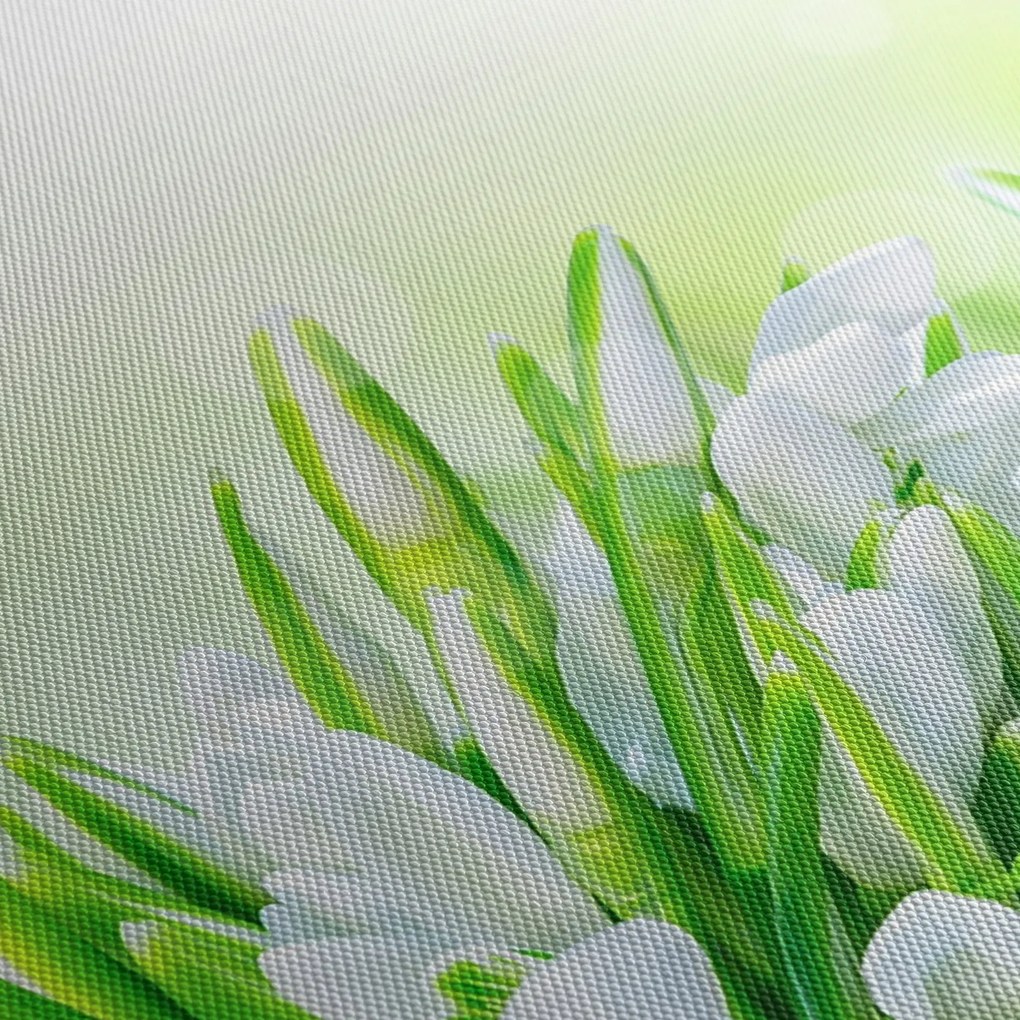 Tablou - Ghiocei (70x50 cm)