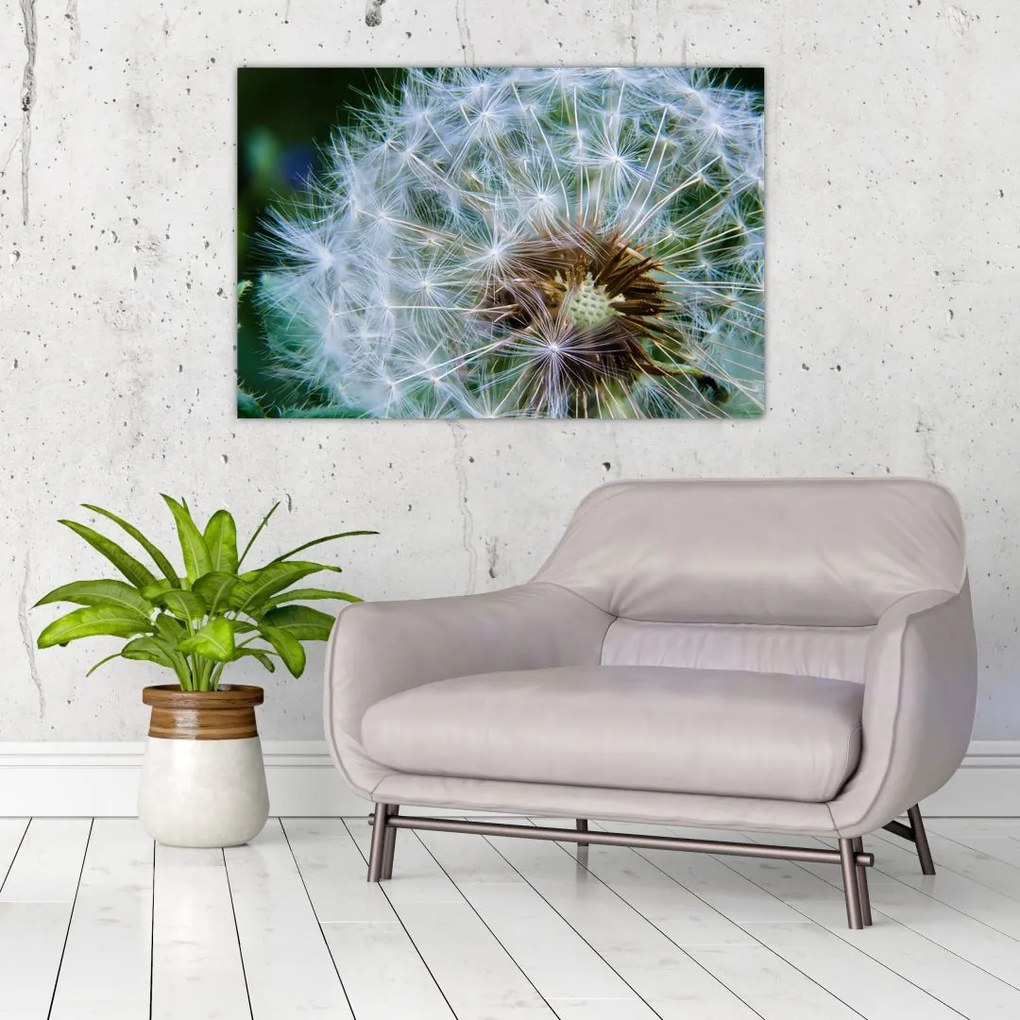 Tabloul cu păpădie desflorit (90x60 cm)