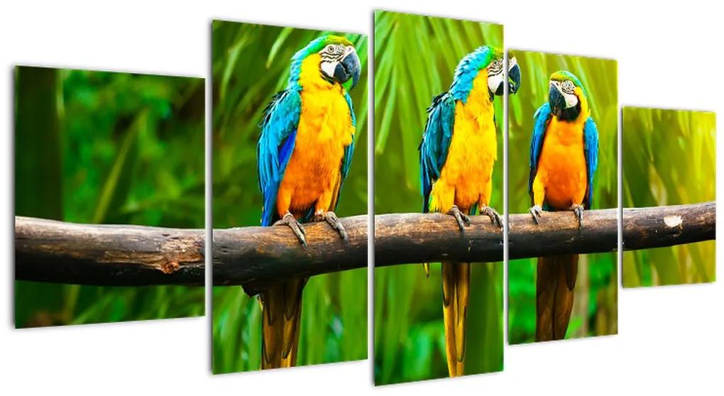 Tablou modern - papagali (150x70cm)