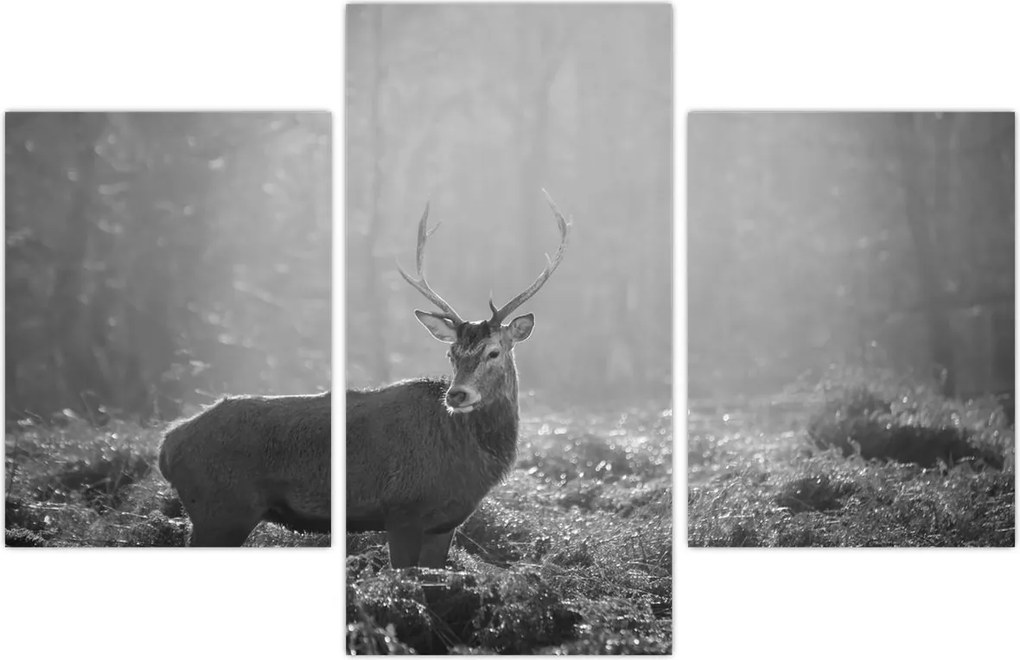 Tablou - Căprioare in pădure,alb-negru (90x60 cm)
