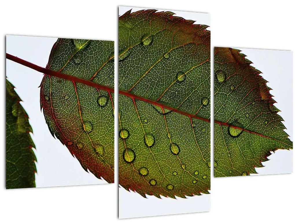 Tablou - Frunze de trandafir (90x60 cm)