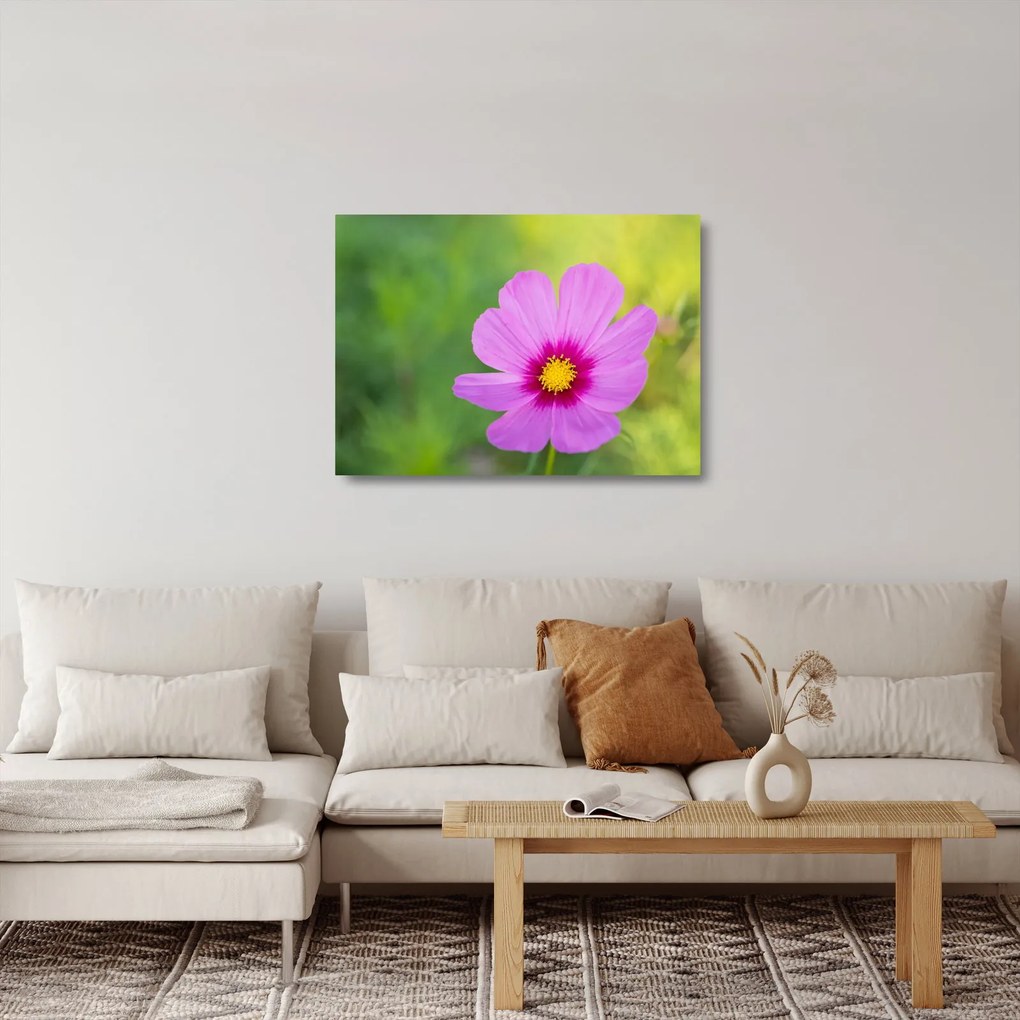 Tablou pe sticlă - floare de câmp (70x50 cm)