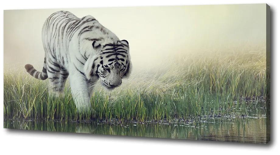 Tablou pe pânză Tigru alb