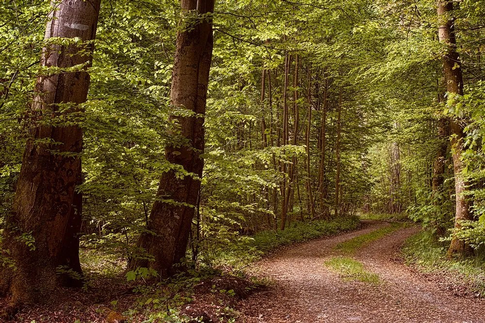 Fototapet autoadeziv pădure verde