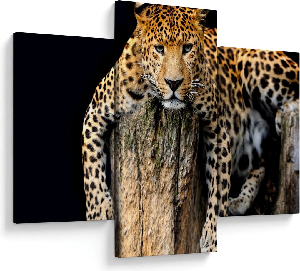 Tablou - Ghepard (90x60 cm)