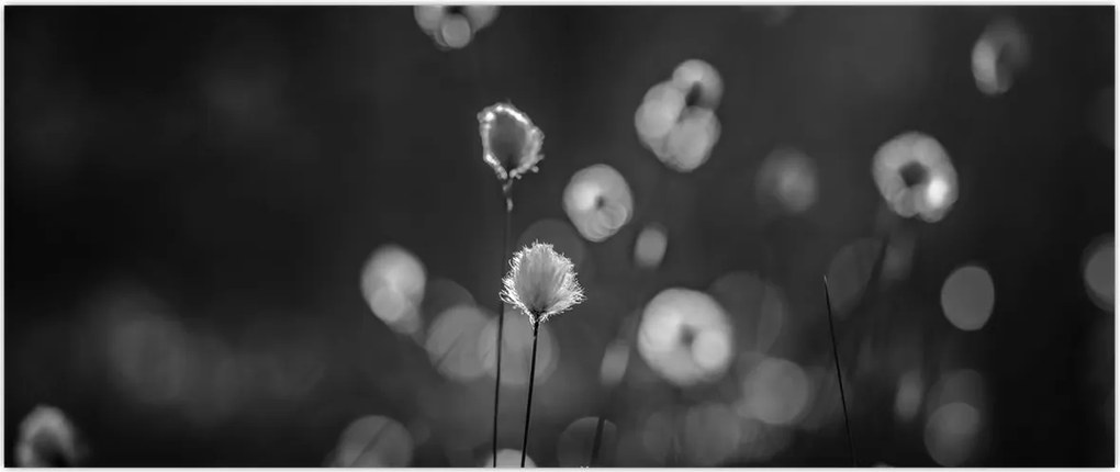 Tablou - Iarba de bumbac în pajiște (120x50 cm)