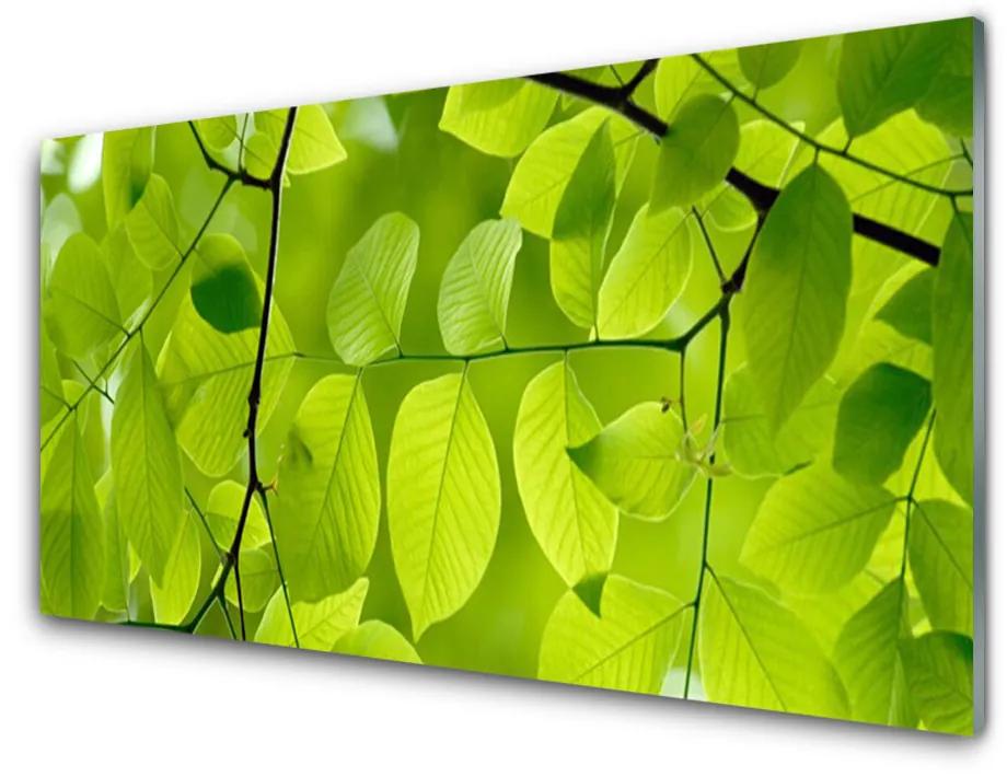 Tablou pe sticla Frunze Natura verde