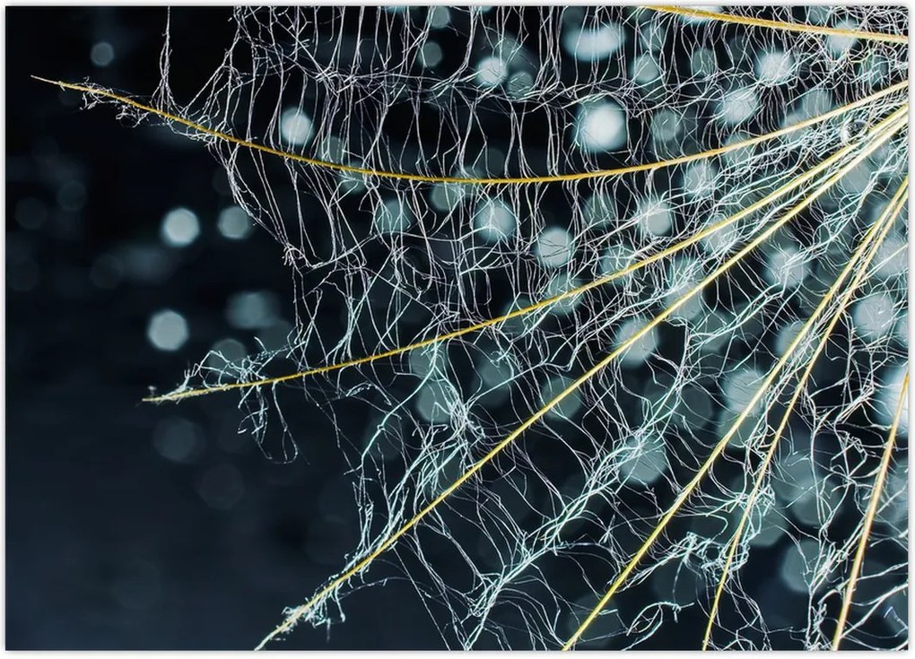 Tablou - Floare cu pânză de pâianjen (70x50 cm)