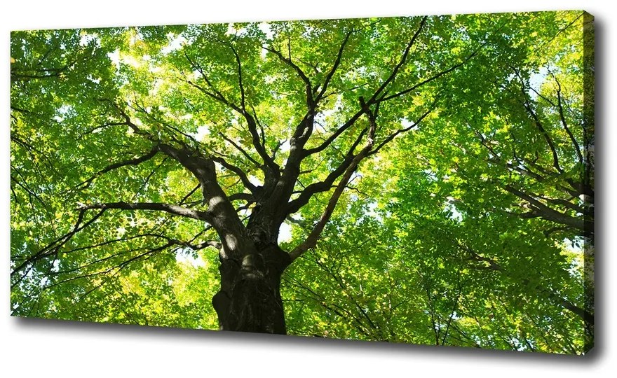 Tablou pe pânză canvas Pădure verde