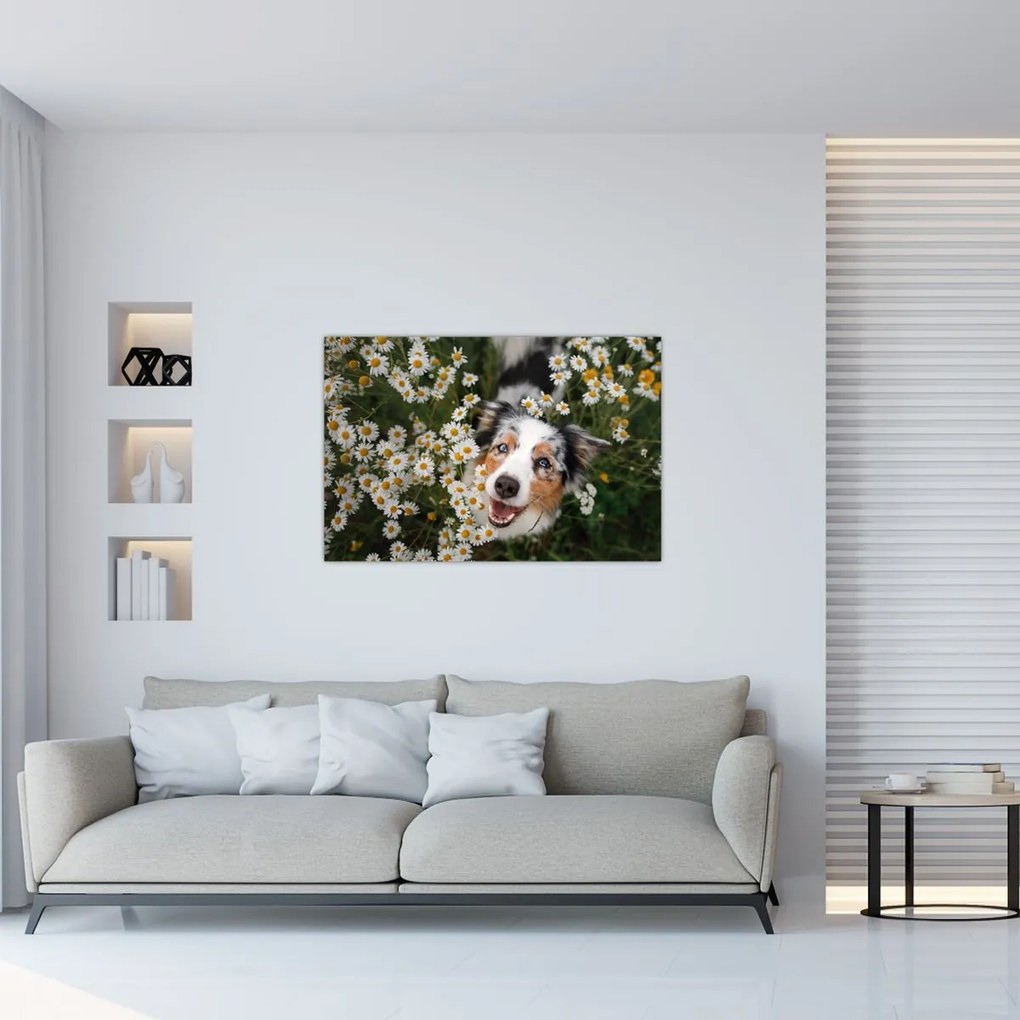 Tablou - Ciobănesc australian (90x60 cm)