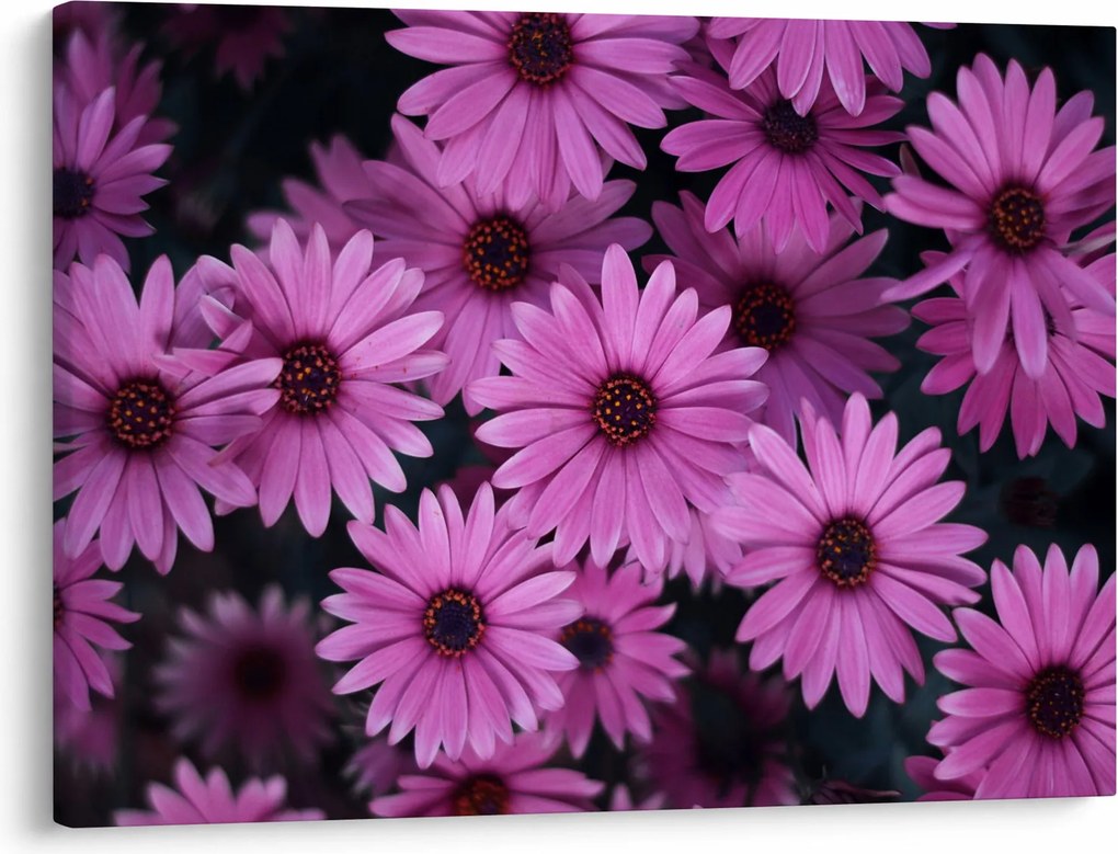 Tablou cu florile roz (70x50 cm)