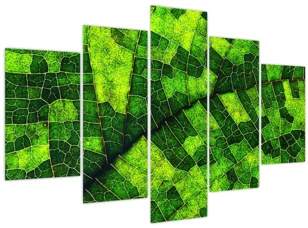 Tablou - Detaliu frunze (150x105 cm)