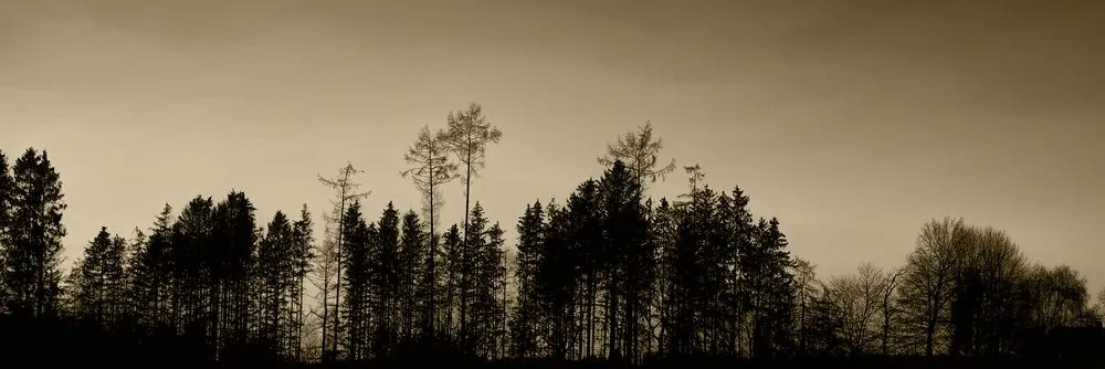 Tablou pădure în sepia