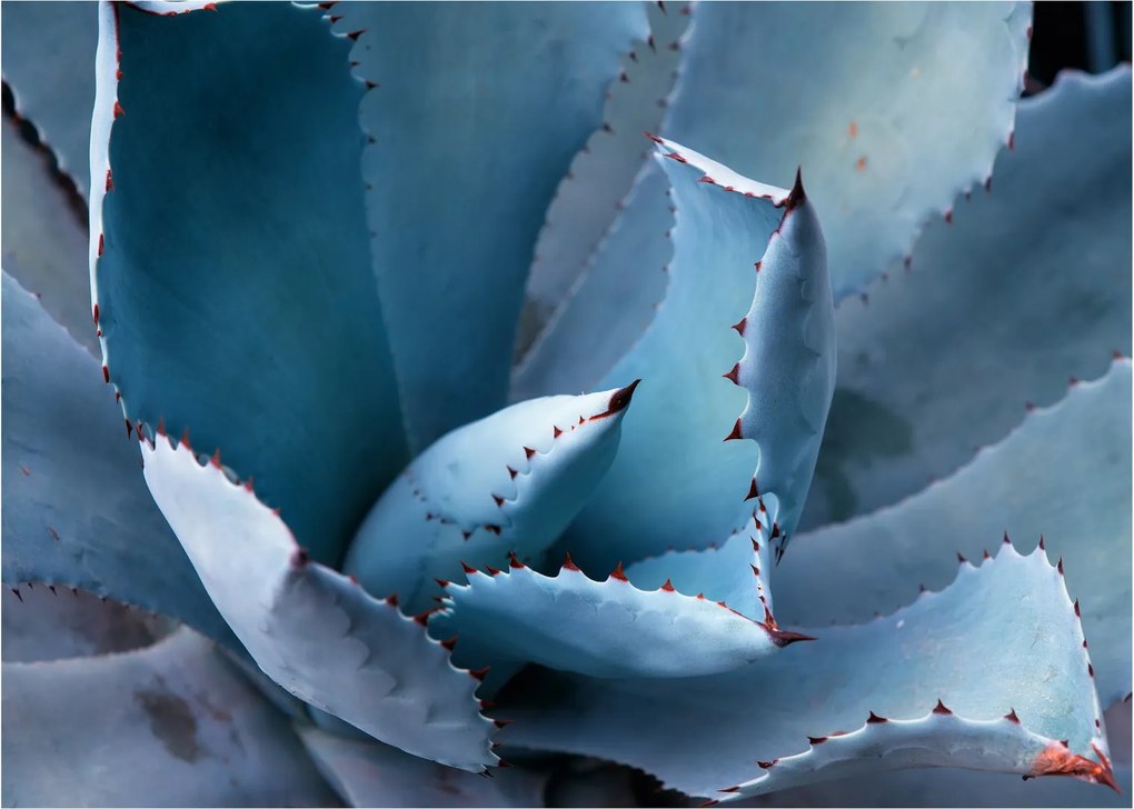 Tablou - Agave (70x50 cm)
