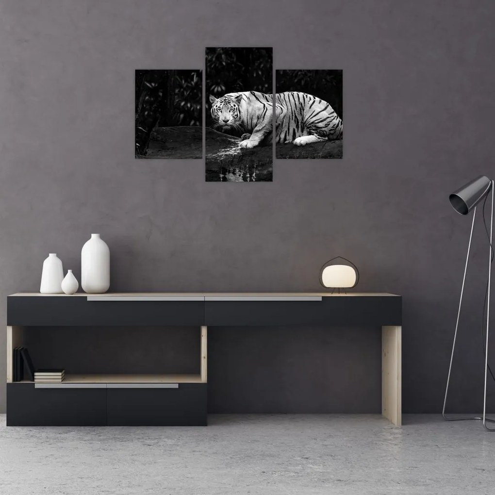 Tablou - Tigru alb, alb-negru (90x60 cm)