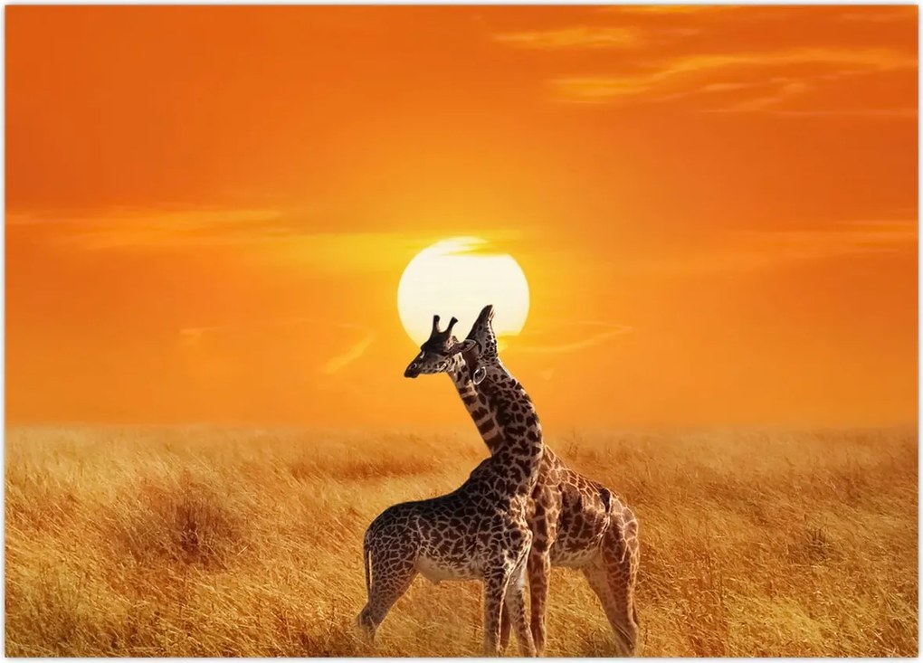 Tablou - Girafe în Parcul Național Serengeti (70x50 cm)