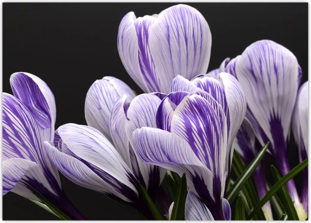 Tablou - Crocus violet (70x50 cm)