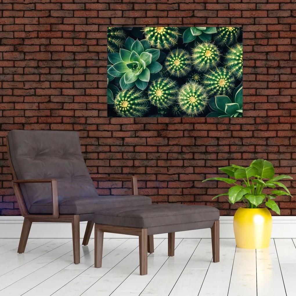 Tablou - Cactuși (90x60 cm)