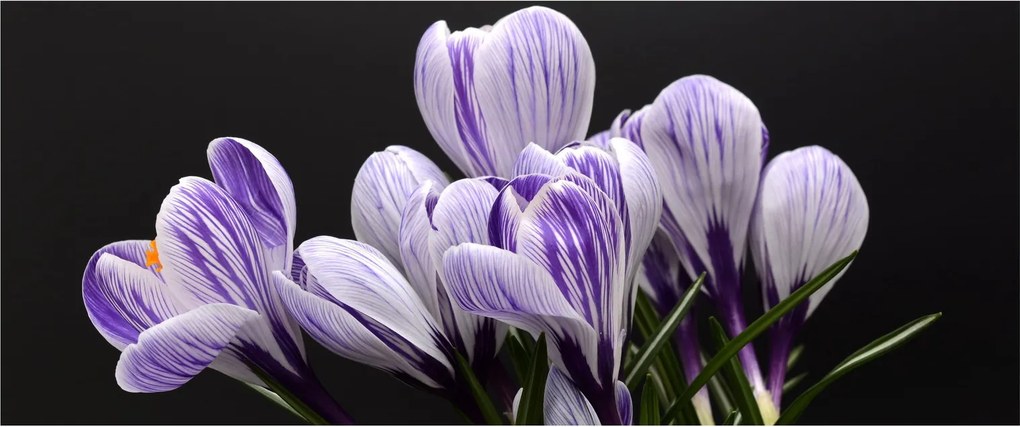 Tablou - Crocus violet (120x50 cm)