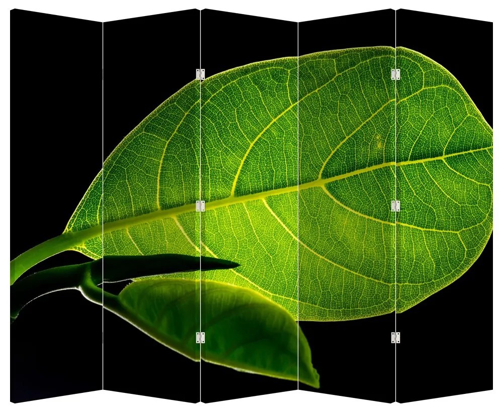 Paravan - Frunză verde (210x170 cm)