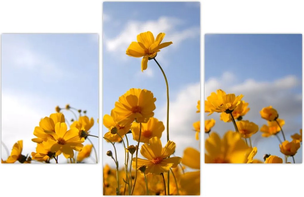 Tablou - Câmp cu flori galben deschis (90x60 cm)