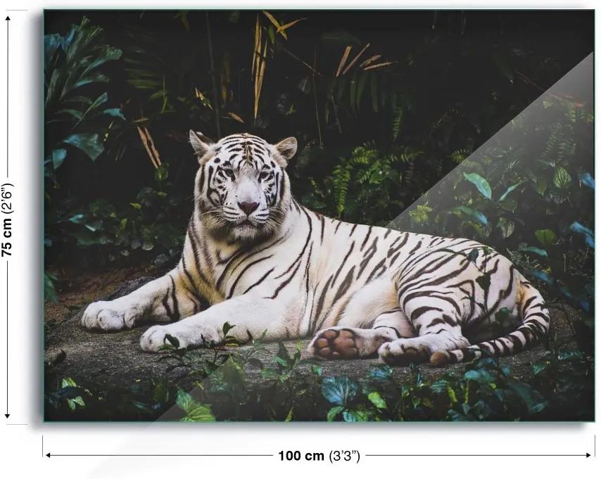 GLIX Tablou pe sticlă - White Tiger 100x75 cm