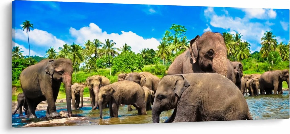 Tablou - Elefanți, Sri Lanka (120x50 cm)