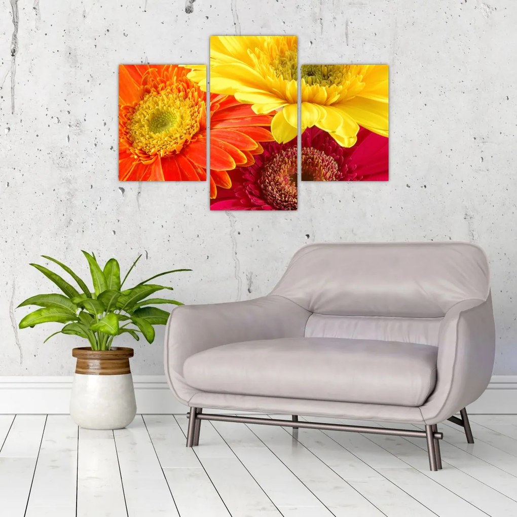Tablou - Flori Gerbery (90x60 cm)