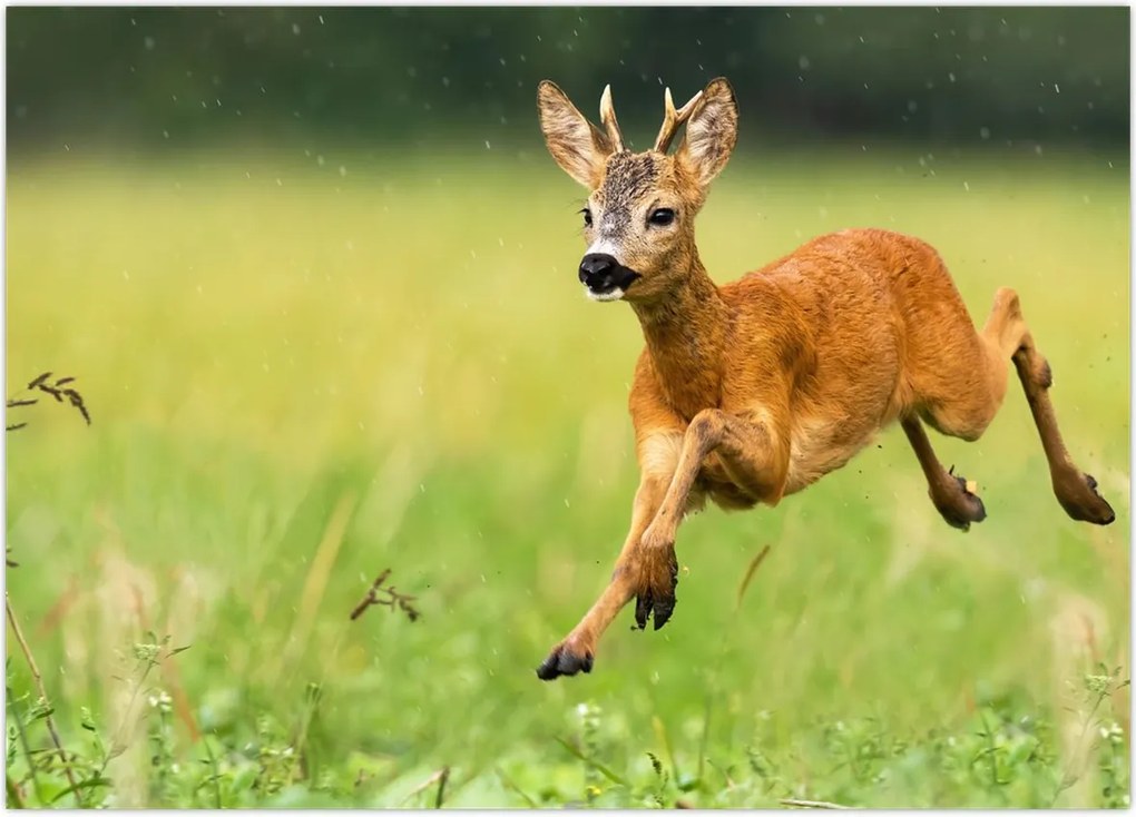 Tablou - Haită (70x50 cm)