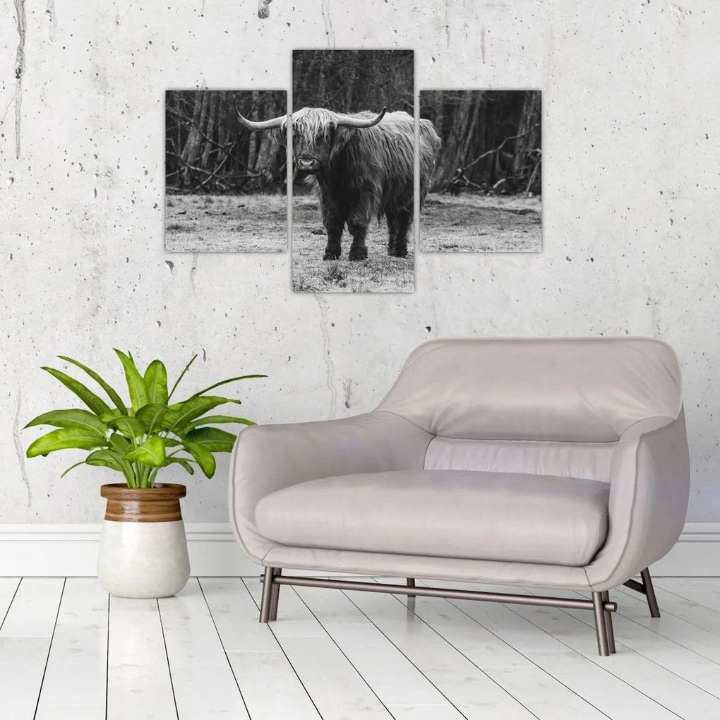 Tablou - Vacă scoțiană (90x60 cm)