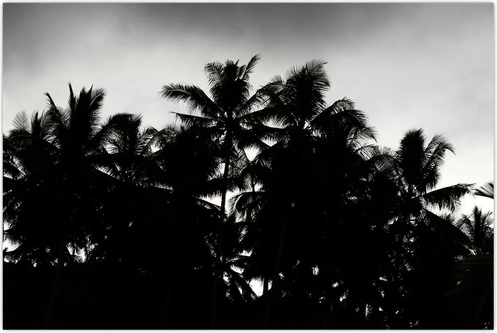 Tablou alb negru - palmieri (90x60 cm)