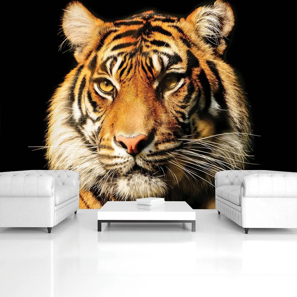 Fototapet - Tigrul maiestuos (152,5x104 cm)