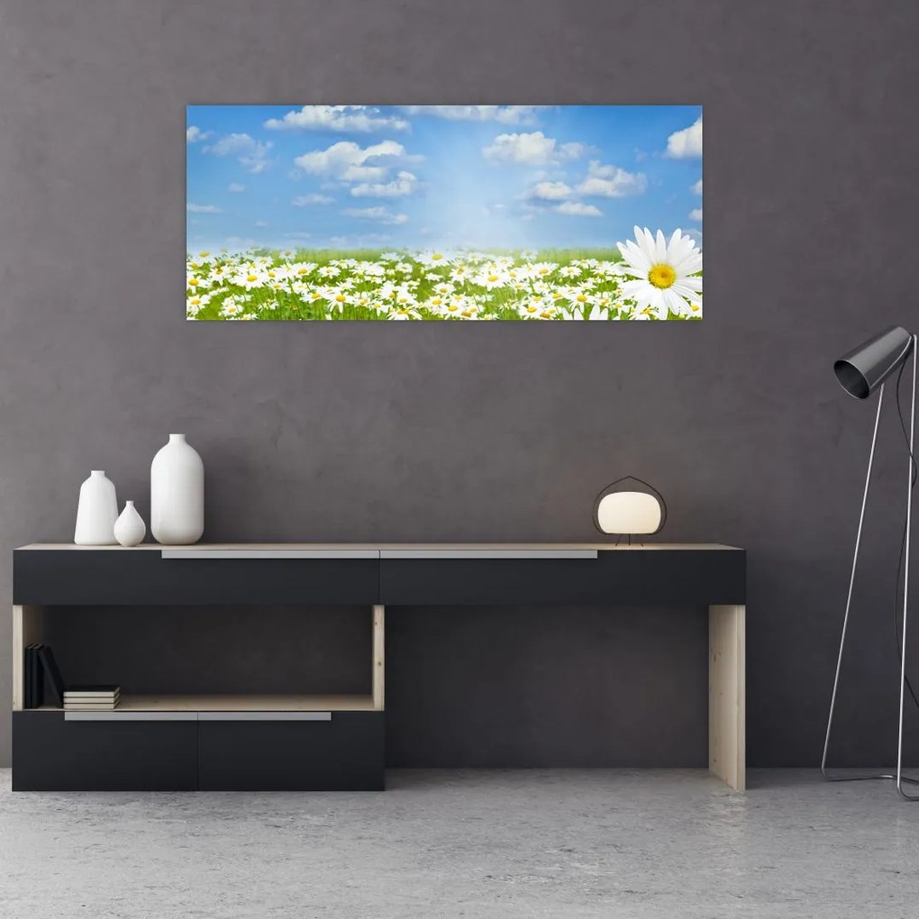 Tablou cu luncă înflorită cu margarete (120x50 cm)