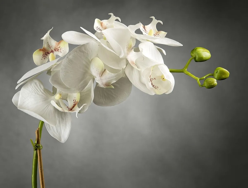 Aranjament floral elegant LIGHT ATOLLO 1 PHALENOPSIS SMALL 1141373.95