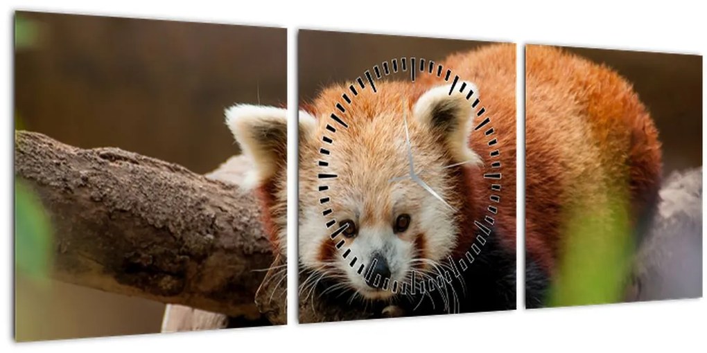 Tablou cu panda roșie (cu ceas) (90x30 cm)