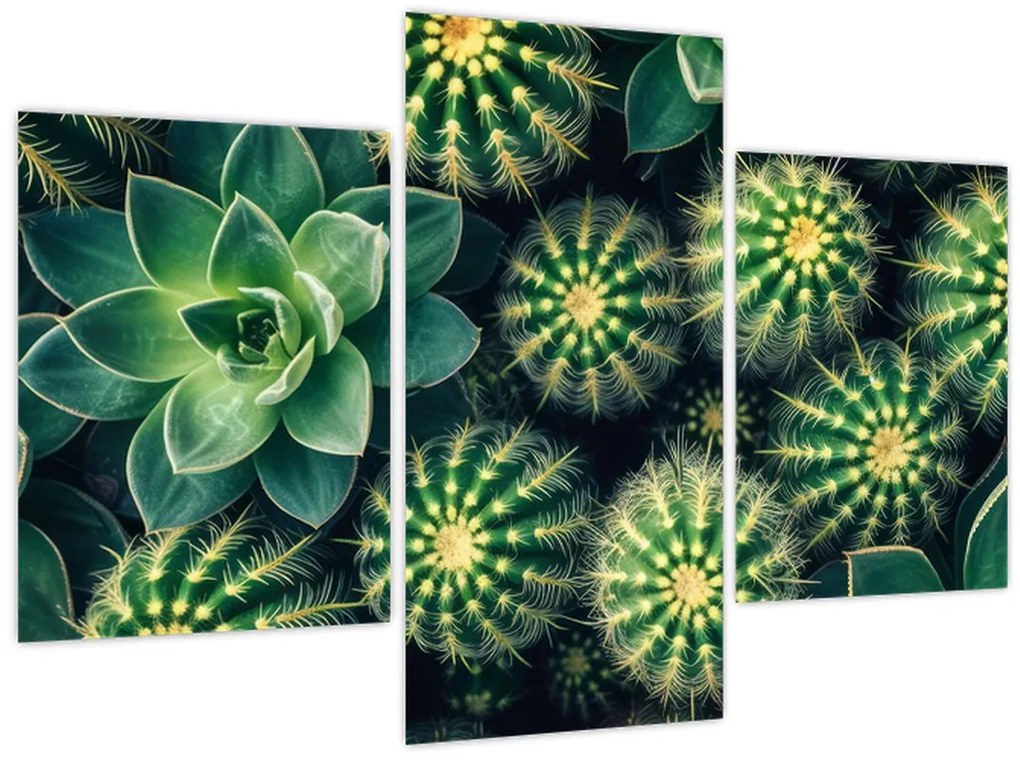 Tablou - Cactuși (90x60 cm)