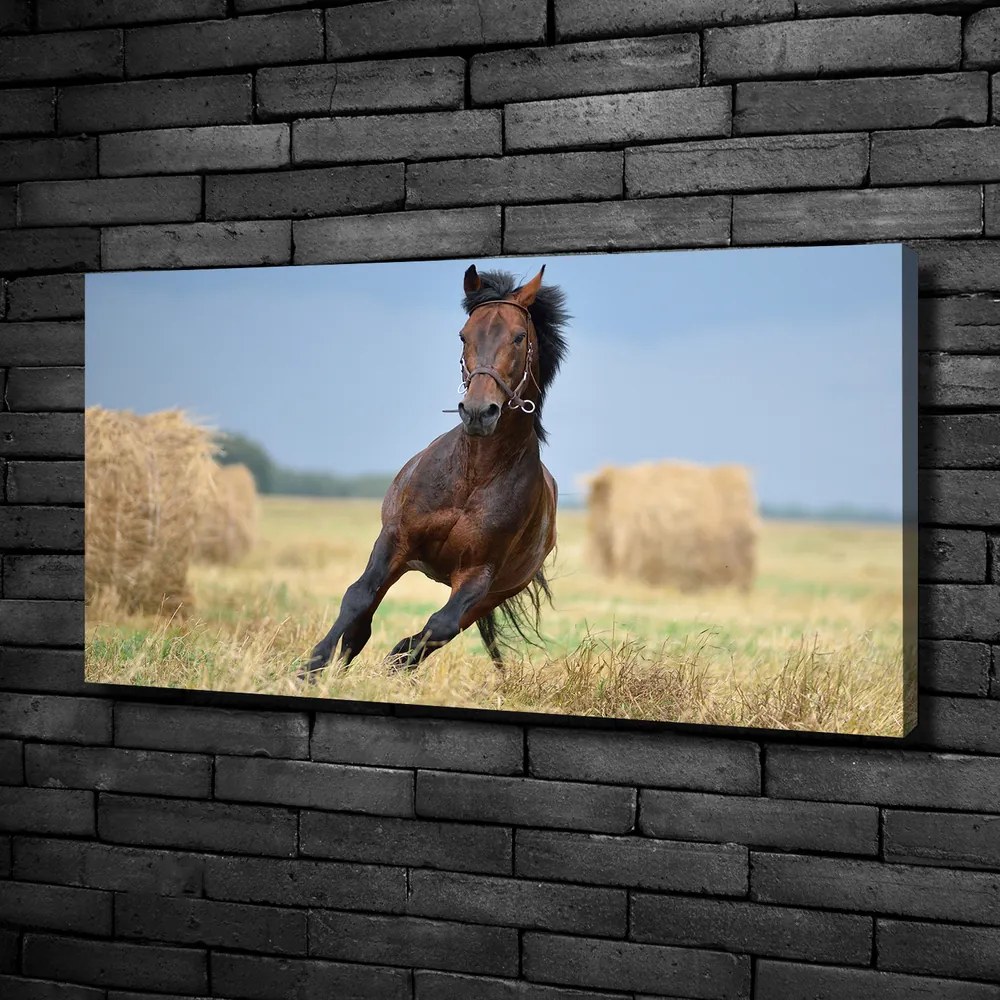 Tablou canvas Un cal în galop