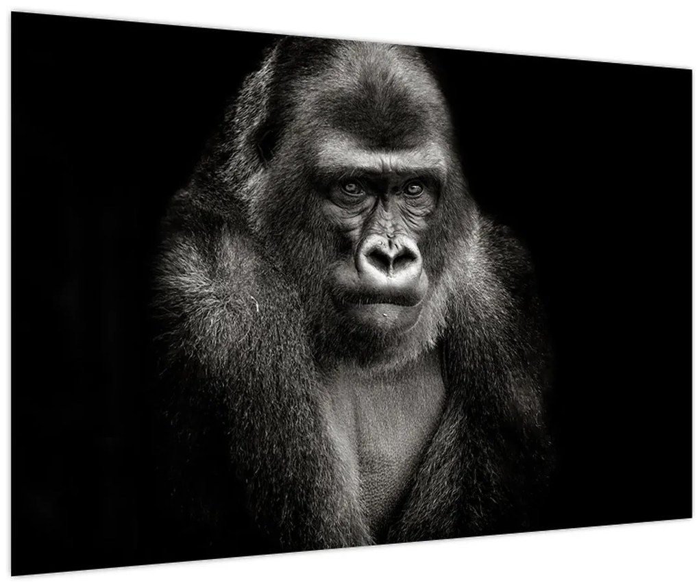 Tablou - Gorila (90x60 cm)