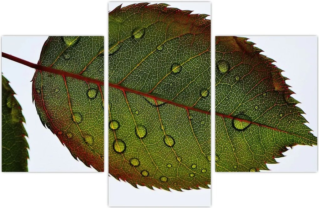Tablou - Frunze de trandafir (90x60 cm)